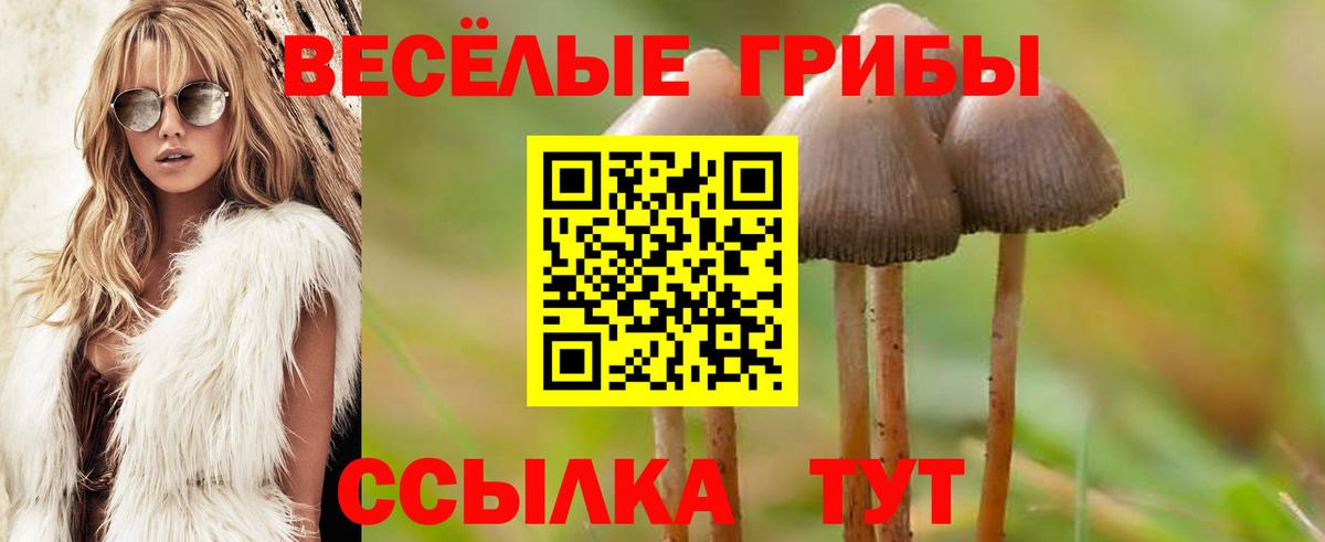 Галлюциногенные грибы Psilocybe Янаул